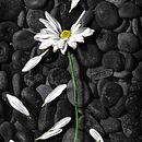 Exchange Stage. Un progetto di Fotografia di hortfolio - 24.06.2021