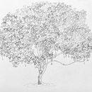 The Mango Tree (chapter book). Traditional illustration, Stor, telling & Ink Illustration project by alyazia - 06.24.2021