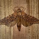 Marquetry puriri moth . Narrativa projeto de Katy Cottrell - 25.06.2021