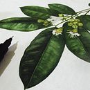 Botânica. Un proyecto de Ilustración botánica, Ilustración naturalista				 y Pintura a la acuarela de Monique da Costa Bruxel - 26.06.2021