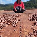 Expedição Cacau e Chocolate do Brasil . Un proyecto de Stor y telling de juliana ustra - 28.06.2021