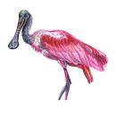 My project in Naturalist Bird Illustration with Watercolors course. Een project van Traditionele illustratie, Aquarelschilderen, Realistische tekening y Naturalistische illustratie van dashatagrigorova - 28.06.2021