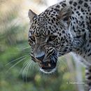 Sem Projecto . Fotografie de Joao Lamancha Valente - 06.28.2021