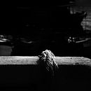 Os olhos da Urca. Un projet de Photographie de Flávio Henrique - 15.05.2021