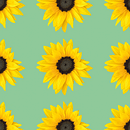 Patterns: 1 - Sunflowers on green. Ilustração tradicional, Fotografia, Design gráfico, Colagem, Pattern Design, Criatividade, Estampagem, Fotografia digital, Composição fotográfica, e Fotomontagem projeto de katerina_valiath - 29.06.2021