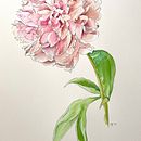 Mein Kursprojekt: Botanisches Zeichenheft: ein meditativer Ansatz. Een project van Traditionele illustratie,  Schetsen,  Tekening, Aquarelschilderen,  Botanische illustratie y Sketchbook van dannyknebel - 01.07.2021