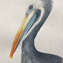 Mi Proyecto del curso: Ilustración naturalista de aves con acuarela Ein Projekt aus dem Bereich Traditionelle Illustration, Aquarellmalerei, Realistische Zeichnung und Naturalistische Illustration von Romina Bevilacqua - 02.07.2021
