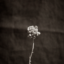 La Intimidad del Ente. Film Photograph, and Photograph project by Sarah Galisteo Alvarez - 07.02.2021