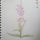 Botanical Sketchbook . Ilustrație tradițională de floraandfauna - 07.02.2021