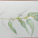 Mi Proyecto del curso: Cuaderno botánico en acuarela. Een project van Traditionele illustratie, Aquarelschilderen,  Botanische illustratie y Sketchbook van Laura Gómez Spagnuolo - 04.07.2021