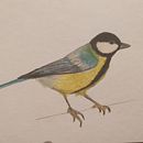 Il mio progetto del corso: Illustrazione naturalistica di uccelli con acquerello. Un proyecto de Ilustración tradicional, Pintura a la acuarela, Dibujo realista e Ilustración naturalista				 de bvunild - 06.07.2021
