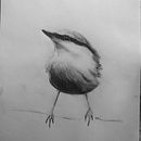 Watercolour Birds. Fine Arts, Painting, Drawing, Watercolor Painting, and Traditional illustration project by Meagan - 07.08.2021