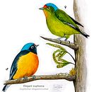 Euphonia elegantissima. Traditional illustration project by José Pellecer - 06.09.2021