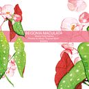Begonia Maculata. Een project van Naturalistische illustratie, Traditionele illustratie y  Ontwerp van Tatyana Fraile - 07.03.2021
