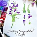 My project in Botanical Illustration with Watercolors course Ein Projekt aus dem Bereich Traditionelle Illustration, Bildende Künste, Malerei, Zeichnung, Aquarellmalerei und Botanische Illustration von Molly Chidsey - 09.07.2021