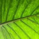 Montaje de mesa noche mexicana y arreglos románticos  . % julieta_garciarod tarafından hazırlanan İç Tasarım, Dekoras, on, Kendin Yap, Pe, Ve zaj Mimarisi projesi - 06.28.2021