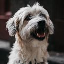 Meu projeto do curso: Fotografia Lifestyle de Cachorros Ein Projekt aus dem Bereich Fotografie, Porträtfotografie, Fotografie für Instagram, Dokumentarfotografie, Lifest und le-Fotografie von Cynthia Costa - 03.07.2021