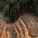 Mi Proyecto del curso: Introducción a la visualización de datos. Een project van Informatieontwerp, Interactief ontwerp, Multimedia,  Infographics y Educatie van Carlos Eduardo Da Costa Mesia - 12.07.2021