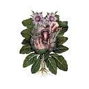 Manual de Jardinería Humana. Projekt z dziedziny Trad, c, jna ilustracja, Sitodruk,  R i sunek atramentem użytkownika Cristiano Gabrielli - 13.07.2021