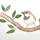 My project in Artistic Watercolor Techniques for Illustrating Birds course. Un projet de Illustration traditionnelle, Aquarelle, Dessin réaliste et Illustration naturaliste de Amanda Castleman - 13.07.2021
