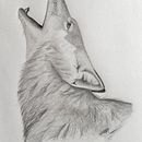 Coyote. Un progetto di Illustrazione tradizionale di Emma Martinson - 17.11.2020