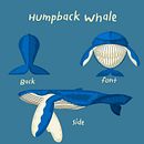 Humpback Whale . Ilustrație tradițională, Design grafic, Ilustrație vectorială & Ilustrație digitală de Peeradon Teabrit - 07.17.2021