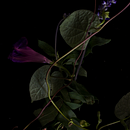 Foraged:  Finding beauty in unexpected places Ein Projekt aus dem Bereich Fotografie von David Roddis - 19.07.2021