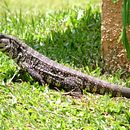A FAMÍLIA DO SR. LAGARTO. Un proyecto de Escritura de Edla Zim - 19.07.2021