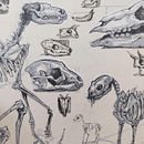 Bone Studies. Un proyecto de Ilustración tradicional, Bocetado, Creatividad, Dibujo y Sketchbook de Andrada Aurora Hansen - 20.07.2021