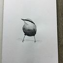 Project Watercolor Illustrating Birds course from Sarah Stokes. Projekt z dziedziny Trad, c, jna ilustracja, Malowanie akwarelą, R, sunek realist, czn, Ilustracja naturalist i czna użytkownika Barbara - 27.07.2021