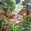 ilustração, escultura e desenvolvimento de produtos sobre animais. Een project van Traditionele illustratie, Kinderillustratie, Digitale tekening y Productontwerp van Ana Paula Rodrigues - 23.07.2021