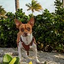Mi Proyecto del curso: Fotografía lifestyle de perros🐶. Photograph, Portrait Photograph, Instagram Photograph, Documentar, Photograph, Lifest, and le Photograph project by Carolina Soriano - 07.22.2021