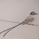 Mi Proyecto del curso: Ilustración naturalista de aves con acuarela_Tijereta. Un projet de Illustration traditionnelle, Aquarelle, Dessin réaliste et Illustration naturaliste de Evelita Lunar - 26.07.2021
