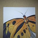 Butterfly  (crop/study). Traditional illustration project by Lindsay Korth - 07.25.2021