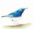 Naturalist Bird Illustration with Watercolors course. Traditional illustration, Watercolor Painting, Realistic Drawing, and Naturalistic Illustration project by HIROMI MORITAKA - 07.29.2021