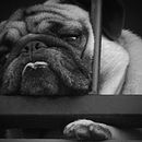 Mi Proyecto del curso: Fotografía para principiantes: descubre tu cámara digital. Een project van Fotografie, Digitale fotografie y Fotografische compositie van Mariana González Chinchilla - 31.07.2021