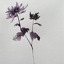 Mi Proyecto del curso: Introducción a la pintura sumi-e. Un proyecto de Ilustración tradicional, Dibujo e Ilustración con tinta de Pilar Hinojosa - 01.08.2021