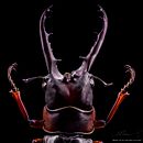 Lucanus Cervus, MACRO EXTREMO.. Un projet de Photographie de portrait, Photographie de studio, Photographie documentaire , et Photographie de Sergio Gómez - 03.08.2021