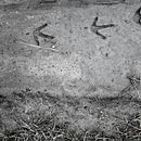 Angus Farm. Photograph project by Oonagh Devoy - 08.03.2021
