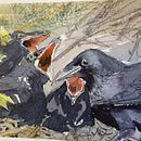 One of the many paintings of Corvid I made into a handbound book. Un proyecto de Bellas Artes, Pintura, Pintura a la acuarela, Encuadernación, Ilustración naturalista				 y Sketchbook de Terri Bate - 03.08.2021