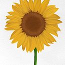 Girasole. Projekt z dziedziny Trad, c, jna ilustracja, R i sunek botaniczn użytkownika Giulia Moro - 04.08.2021