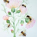 My project in Illustrating Nature: Feathery Thistles and Bees. Un proyecto de Ilustración tradicional, Pintura, Pintura a la acuarela e Ilustración naturalista				 de Sarah - 04.08.2021