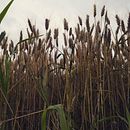 Rendere visibile l'invisibile. Photograph project by Antonella Forte - 08.05.2021