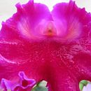 Orquídeas en el Jardín. Un proyecto de Fotografía de Nurys Esperanza Silva Cantillo - 04.08.2021