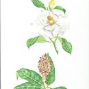 Meu projeto do curso: Ilustração botânica com aquarela . % Lilia Michel tarafından hazırlanan Geleneksel illüstras, on, Güzel sanatlar, Tablo, Çizim, Sulubo, a Resim, Botanik İllüstras, Ve on projesi - 08.02.2021