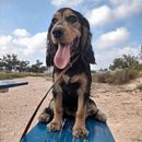 Mi Proyecto del curso: Fotografía lifestyle de perros. Projekt z dziedziny Fotografia, Fotografia portretowa, Fotografia na Instagram, Fotografia dokumentalna,  Fotografia lifest i le użytkownika elena ros - 06.08.2021