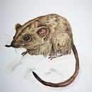 Mein Kursprojekt: Wissenschaftliche Tierillustration mit Aquarell Ein Projekt aus dem Bereich Traditionelle Illustration, Aquarellmalerei, Realistische Zeichnung und Naturalistische Illustration von janinesand - 07.08.2021