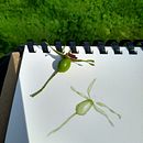 Botanical illustration projects. Un proyecto de Ilustración tradicional de Julie - 07.08.2021