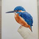Mi Proyecto del curso: Ilustración naturalista de aves con acuarela. Un projet de Illustration traditionnelle, Aquarelle, Dessin réaliste et Illustration naturaliste de Carolina Petzold Maldonado - 08.08.2021
