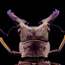 Lucanus Sericeus. MACRO EXTREMO. Un projet de Photographie de portrait, Photographie, Photographie de studio , et Photographie documentaire de Sergio Gómez - 10.08.2021